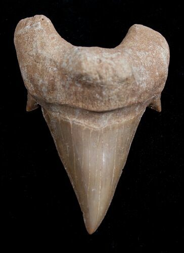 High Quality Otodus Fossil Shark Tooth #1747